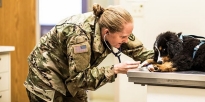 U.S. Army Animal Care Specialist evaluating a puppy. 